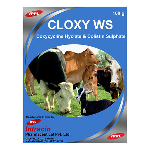 CLOXY WS CLOXY WS